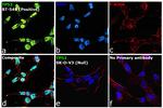 p53 Antibody