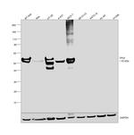 p53 Antibody