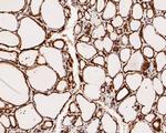 CREB Antibody in Immunohistochemistry (Paraffin) (IHC (P))