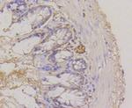 CD49f Antibody in Immunohistochemistry (Paraffin) (IHC (P))