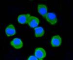 PSD-95 Antibody in Immunocytochemistry (ICC/IF)