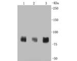 PSD-95 Antibody in Western Blot (WB)