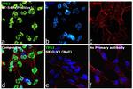 p53 Antibody