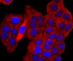 p53 Antibody in Immunocytochemistry (ICC/IF)