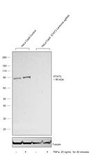 STAT3 Antibody