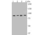 STAT3 Antibody in Western Blot (WB)