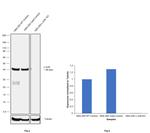 c-Jun Antibody