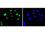 c-Jun Antibody in Immunocytochemistry (ICC/IF)