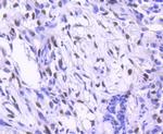 c-Jun Antibody in Immunohistochemistry (Paraffin) (IHC (P))