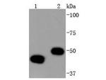 YBX1 Antibody in Western Blot (WB)