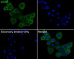 COX2 Antibody in Immunohistochemistry (Paraffin) (IHC (P))