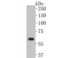 COX2 Antibody in Western Blot (WB)