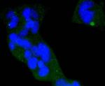 Phospho-eIF4E (Ser209) Antibody in Immunocytochemistry (ICC/IF)