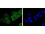 14-3-3 epsilon Antibody in Immunocytochemistry (ICC/IF)