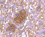 14-3-3 epsilon Antibody in Immunohistochemistry (Paraffin) (IHC (P))