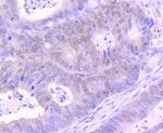 EZH2 Antibody in Immunohistochemistry (Paraffin) (IHC (P))