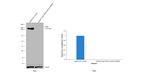 FASN Antibody in Western Blot (WB)