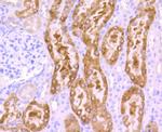 SRC Antibody in Immunohistochemistry (Paraffin) (IHC (P))