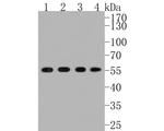 SRC Antibody in Western Blot (WB)