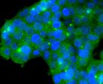 GPX1 Antibody in Immunocytochemistry (ICC/IF)