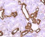 Calbindin D28K Antibody in Immunohistochemistry (Paraffin) (IHC (P))