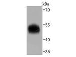 alpha-1 Antitrypsin Antibody in Western Blot (WB)