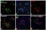 P-Selectin Antibody in Immunocytochemistry (ICC/IF)