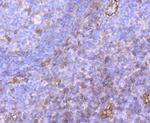 P-Selectin Antibody in Immunohistochemistry (Paraffin) (IHC (P))