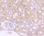 Ly-6A Antibody in Immunohistochemistry (Paraffin) (IHC (P))