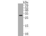 BNIP3 Antibody in Western Blot (WB)