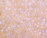 GLAST Antibody in Immunohistochemistry (Paraffin) (IHC (P))