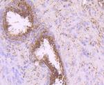 IDH2 Antibody in Immunohistochemistry (Paraffin) (IHC (P))