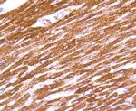 IDH2 Antibody in Immunohistochemistry (Paraffin) (IHC (P))