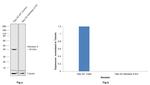 Aldolase A Antibody in Western Blot (WB)