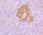 Aldolase A Antibody in Immunohistochemistry (Paraffin) (IHC (P))