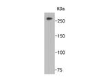 Huntingtin Antibody in Western Blot (WB)