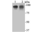 OCT1 (POU2F1) Antibody in Western Blot (WB)