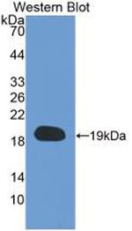 Cyclophilin A Antibody in Western Blot (WB)