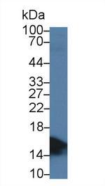 FABP2 Antibody in Western Blot (WB)