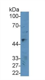 GLUT1 Antibody in Western Blot (WB)