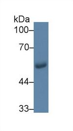 GLUT1 Antibody in Western Blot (WB)