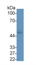 GLUT1 Antibody in Western Blot (WB)