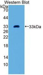 GDF11 Antibody in Western Blot (WB)