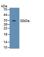 HPR Antibody in Western Blot (WB)