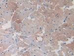 HSP20 Antibody in Immunohistochemistry (Paraffin) (IHC (P))