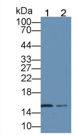 Hemoglobin alpha-1 Antibody in Western Blot (WB)