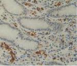 IL-12 p35 Antibody in Immunohistochemistry (Paraffin) (IHC (P))