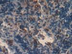 PRG2 Antibody in Immunohistochemistry (Paraffin) (IHC (P))