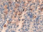 PRG2 Antibody in Immunohistochemistry (Paraffin) (IHC (P))