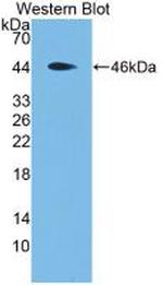 PRG2 Antibody in Western Blot (WB)